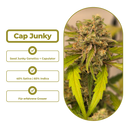 Cap Junky Steckling Steckling Lucky Hemp