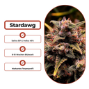 Stardawg Steckling Steckling Lucky Hemp