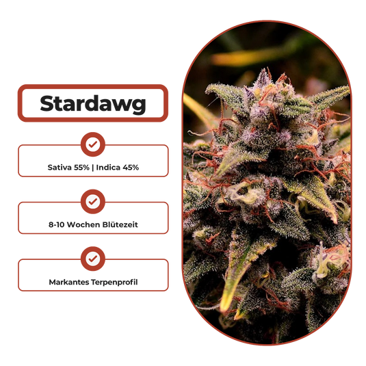 Stardawg Steckling Steckling Lucky Hemp