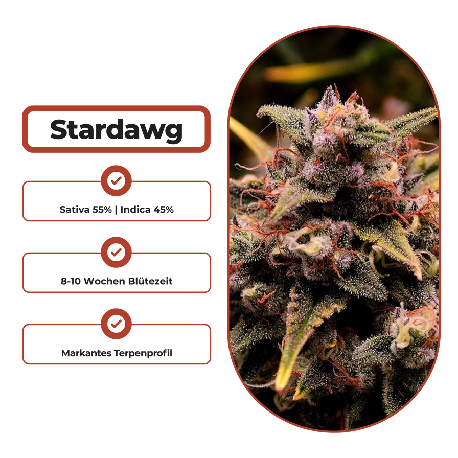 Stardawg Steckling Steckling Lucky Hemp