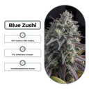 Blue Zushi Steckling Steckling Lucky Hemp