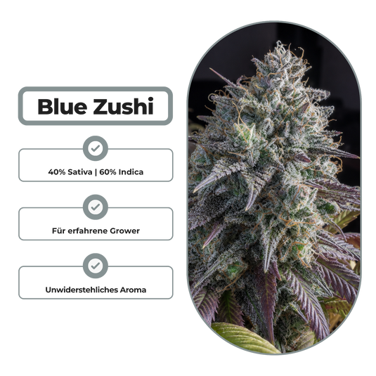 Blue Zushi Steckling Steckling Lucky Hemp