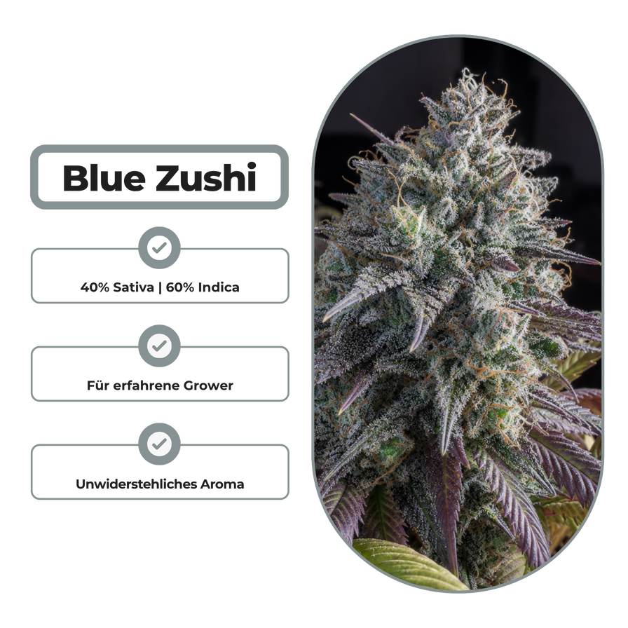 Blue Zushi Steckling Steckling Lucky Hemp
