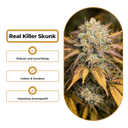 Real Killer Skunk Steckling Steckling Lucky Hemp