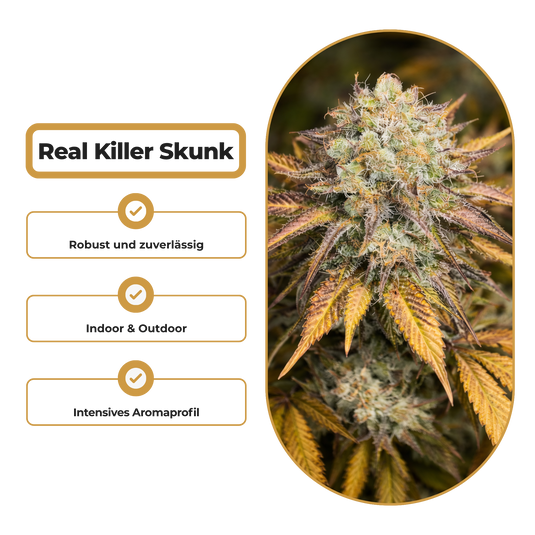 Real Killer Skunk Steckling Steckling Lucky Hemp