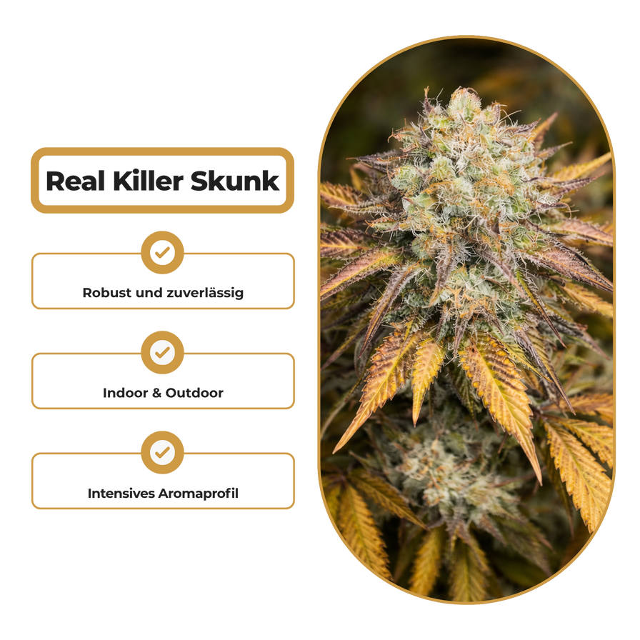 Real Killer Skunk Steckling Steckling Lucky Hemp