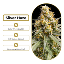 Silver Haze Steckling Steckling Lucky Hemp