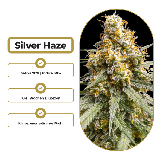 Silver Haze Steckling Steckling Lucky Hemp