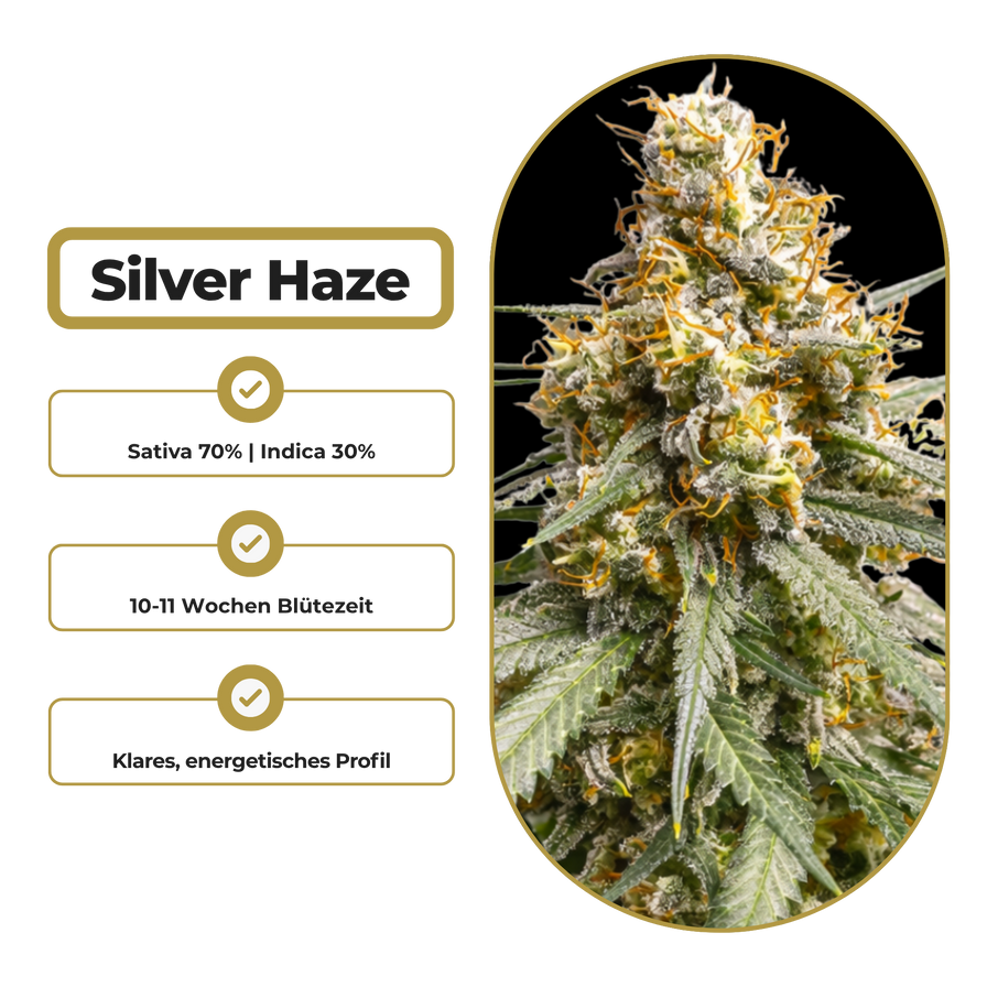 Silver Haze Steckling Steckling Lucky Hemp