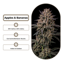 Apples & Bananas Steckling Steckling Lucky Hemp