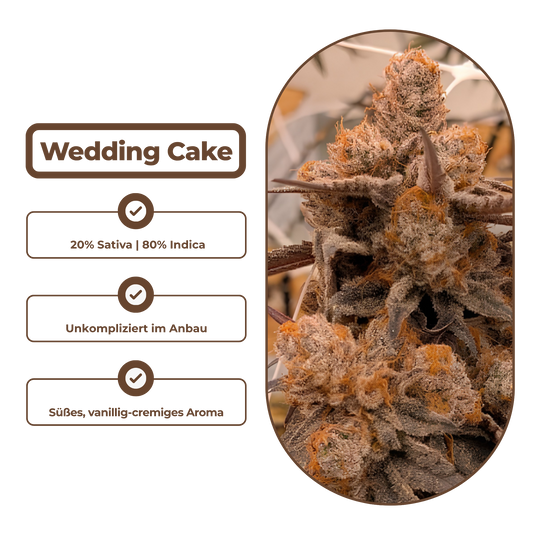 Wedding Cake Steckling Steckling Lucky Hemp