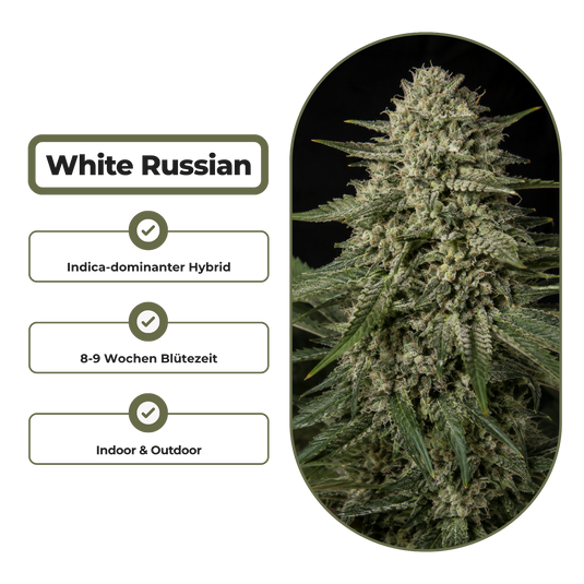 White Russian Steckling Steckling Lucky Hemp