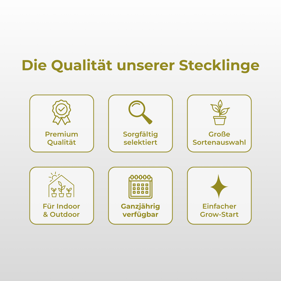 Cap Junky Steckling Steckling Lucky Hemp
