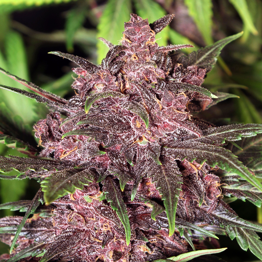 Biscotti Pink Champagne Samen Feminisiert Samen Lucky Hemp