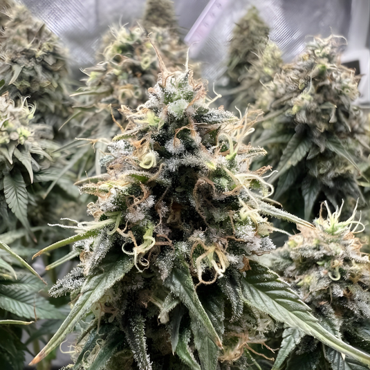 Orange CBD Samen Feminisiert Samen Lucky Hemp