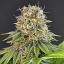 Bubble Gum Samen Feminisiert Samen Lucky Hemp