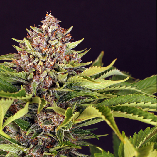 Cap Junky Samen Feminisiert Samen Lucky Hemp