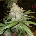 3x OG Kush Samen Feminisiert Samen Lucky Hemp