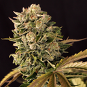 Devil Drive Samen Automatik Samen Lucky Hemp