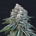 Gorilla Glue Samen Feminisiert Samen Lucky Hemp
