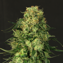 Lemon Lime Samen Automatik Samen Lucky Hemp