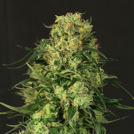 Lemon Lime Samen Automatik Samen Lucky Hemp