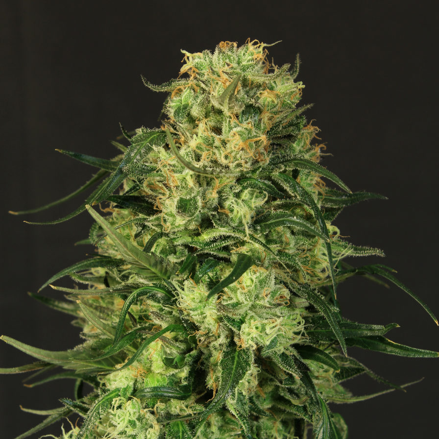 Lemon Lime Samen Automatik Samen Lucky Hemp