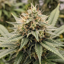 3x Jack Herer Samen Automatik Samen Lucky Hemp