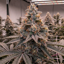 Dulce de UVA Samen Automatik Samen Lucky Hemp