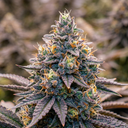 Rainbow Zizi Samen Automatik Samen Lucky Hemp