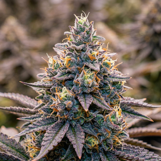 Rainbow Zizi Samen Automatik Samen Lucky Hemp