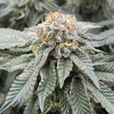 Orange Mimosa (FAST Version) Samen Feminisiert Samen Lucky Hemp