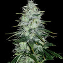 Amnesia Haze Steckling