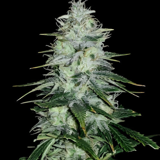 Amnesia Haze Steckling Steckling Lucky Hemp