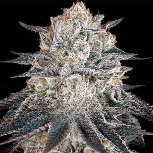 RS11 Steckling Steckling Lucky Hemp