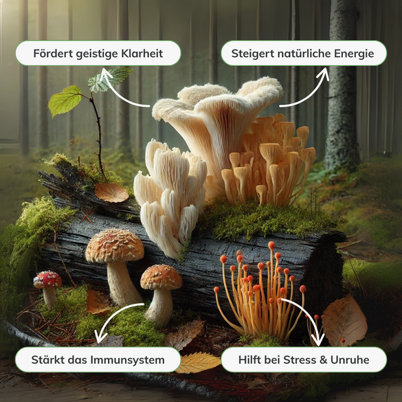 3-Fach-Komplex Vitalpilzextrakt Vitalpilze Lucky Hemp