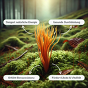 Cordyceps Vitalpilzextrakt Vitalpilze Lucky Hemp