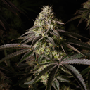 Kosher Kush Samen Feminisiert Samen Lucky Hemp