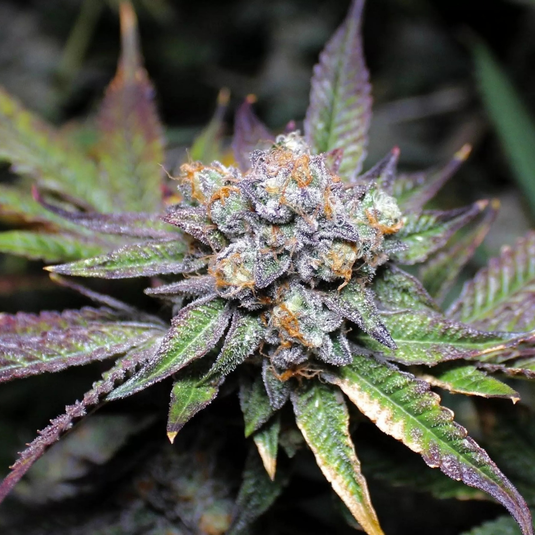Do-Si-Dos x Runtz Samen Feminisiert Samen Lucky Hemp