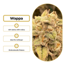 Wappa Steckling Steckling Lucky Hemp