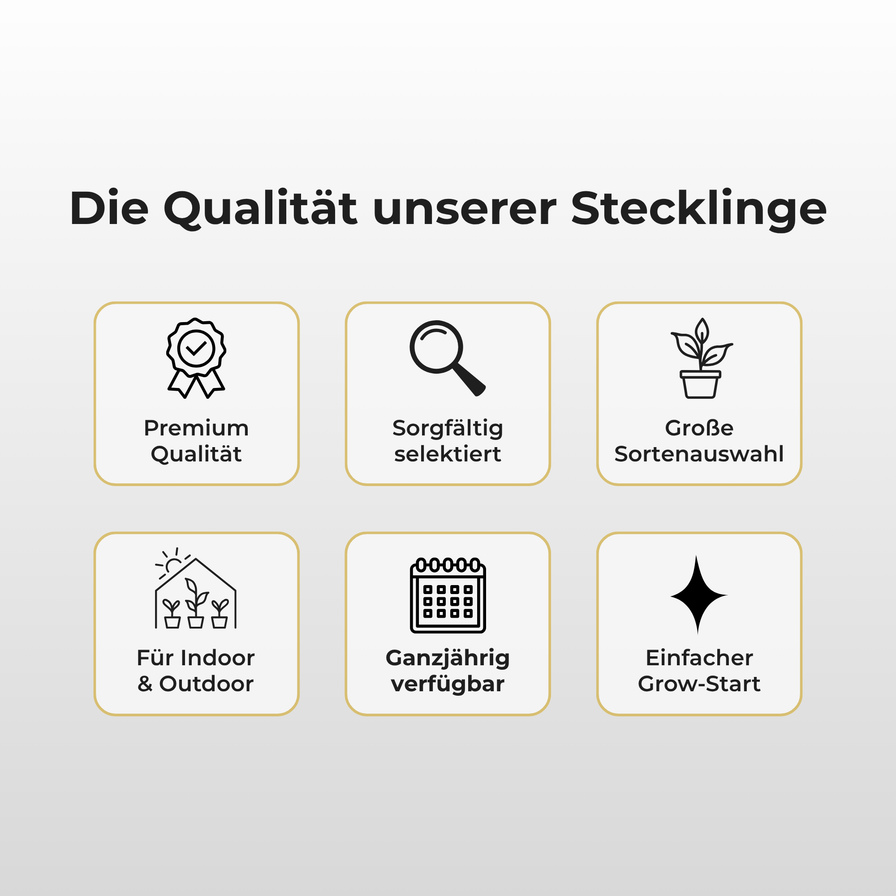 Wappa Steckling Steckling Lucky Hemp
