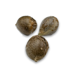 Wedding Cake Samen Feminisiert Samen Lucky Hemp