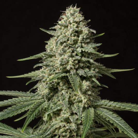 White Russian Steckling Steckling Lucky Hemp
