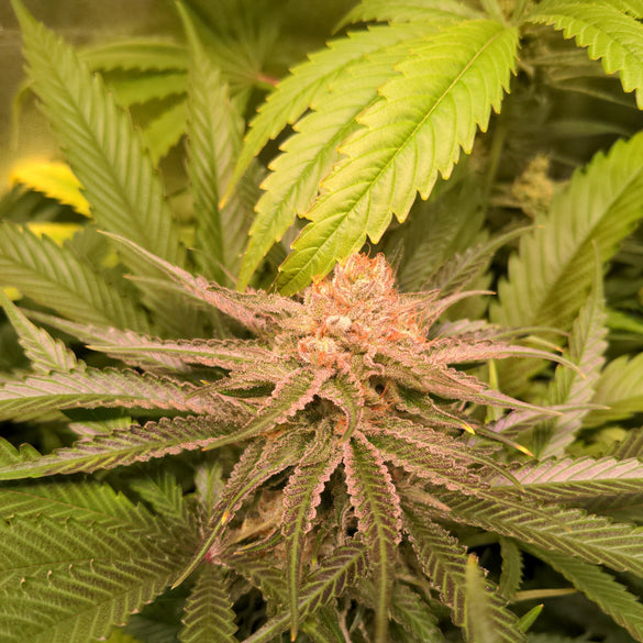 White Widow Samen Feminisiert  Lucky Hemp   