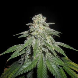 White Widow Samen Feminisiert Samen Lucky Hemp