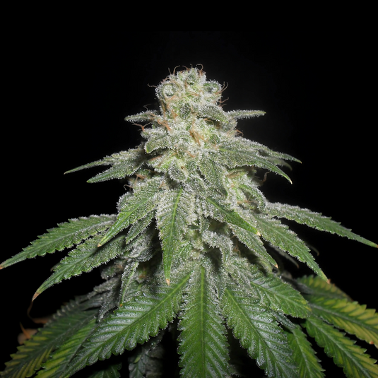White Widow Samen Feminisiert Samen Lucky Hemp