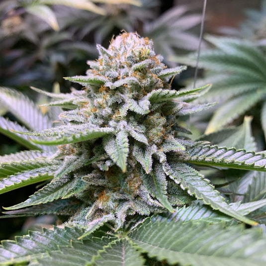 White Fire OG Samen Automatik Samen Lucky Hemp