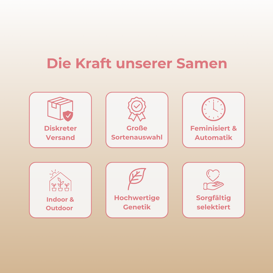 Z Cube 4 Samen Automatik Samen Lucky Hemp