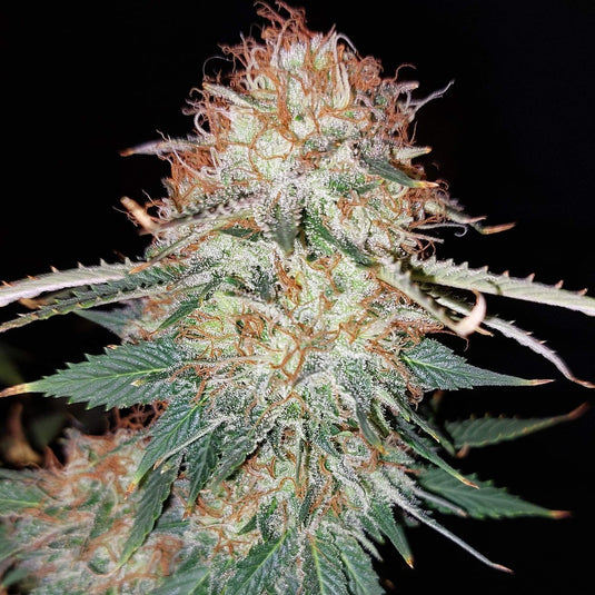 Lsd Cookies Girl Scout Cookies Steckling | Lucky Hemp®