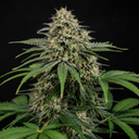 Stardawg Steckling Steckling Lucky Hemp
